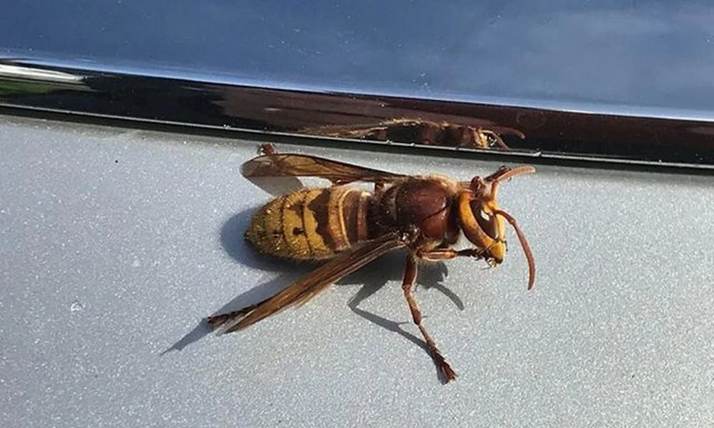 Άφησε την τελευταία του πνοή στο τιμόνι έπειτα από τσίμπημα σφήκας!